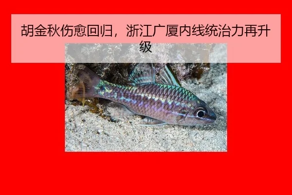胡金秋伤愈回归，浙江广厦内线统治力再升级